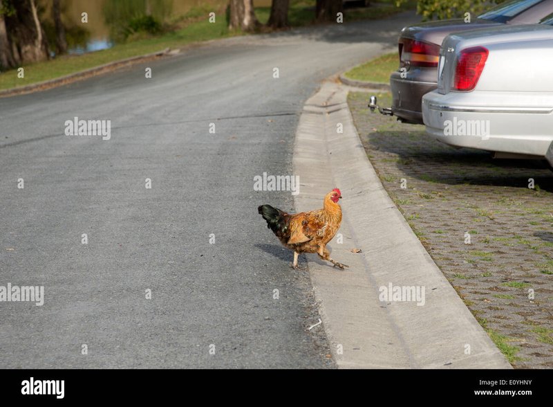 Chicken road online, chicken road casino